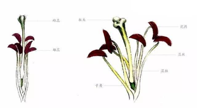 百合花雌雄蕊结构图图片