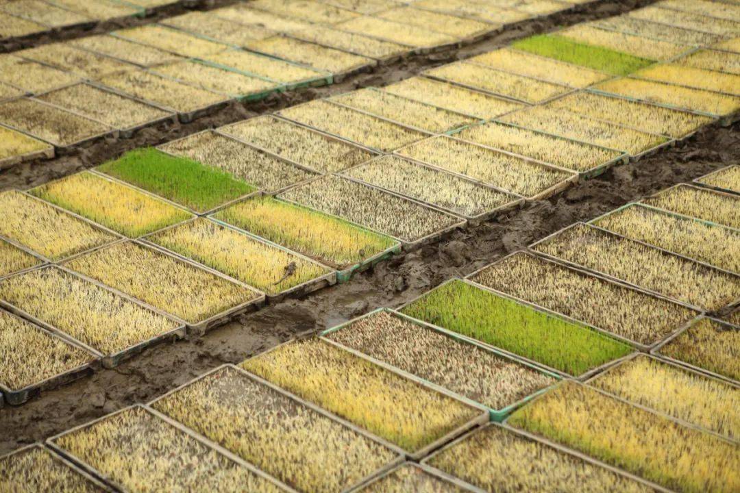 种植土壤开始准备"松江大米"优质品种"松早香1号"开始育苗气温回暖