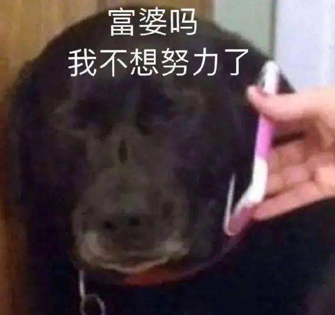 喂阿姨吗我不想努力了