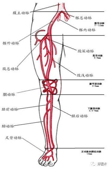 股浅动脉图片