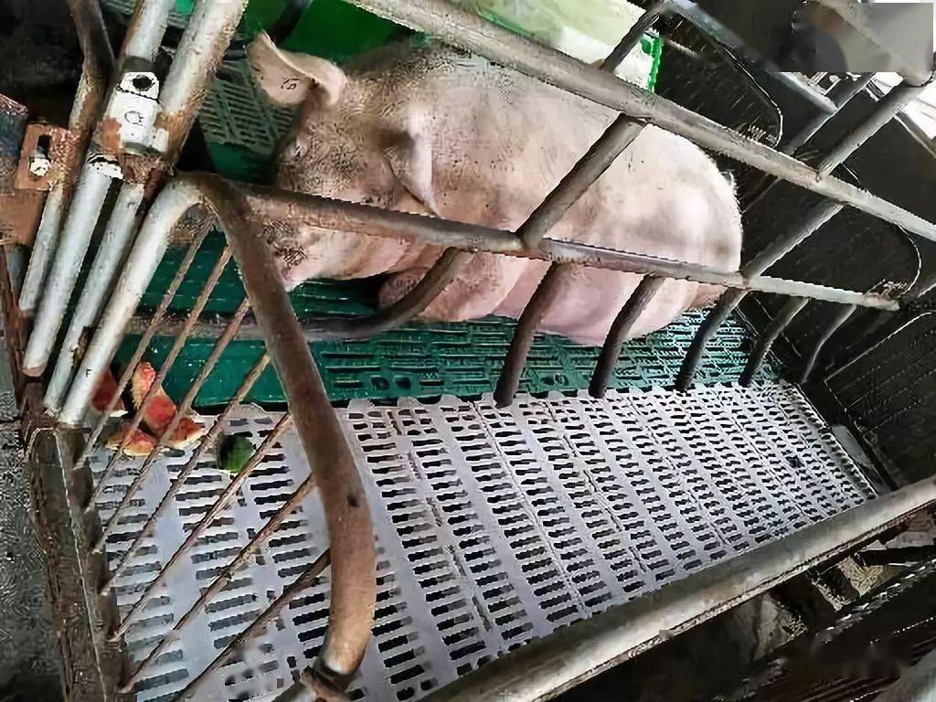 陕西母猪产床图片