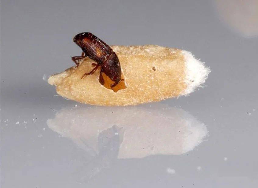 米象是怎么凭空出现在密封米袋里的