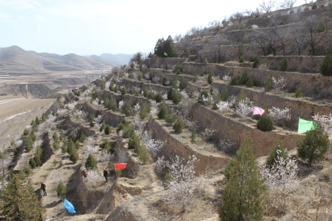 【绿水青山巡礼之一】会宁:"红嘴山"上擎起绿色梦想