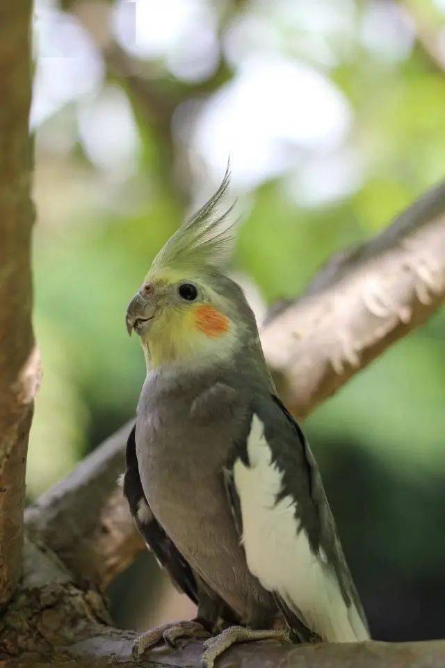 树枝上的玄凤鹦鹉舒适惬意