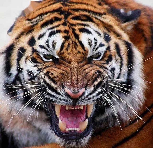 盘点十大最凶猛肉食动物第一名当之无愧