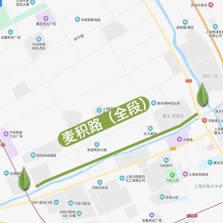 香樟新建西路(南橋路——南橋環城西路段)樹種:香樟金山區南圩路(萬安