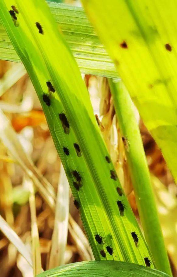 【农作物病虫害】认真抓好当前褐飞虱防治_手机搜狐网