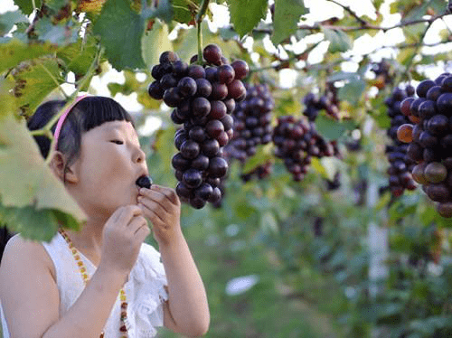 走起67菲尼克司酒庄第五届葡萄采摘节火热进行中萄取甜蜜喜悦