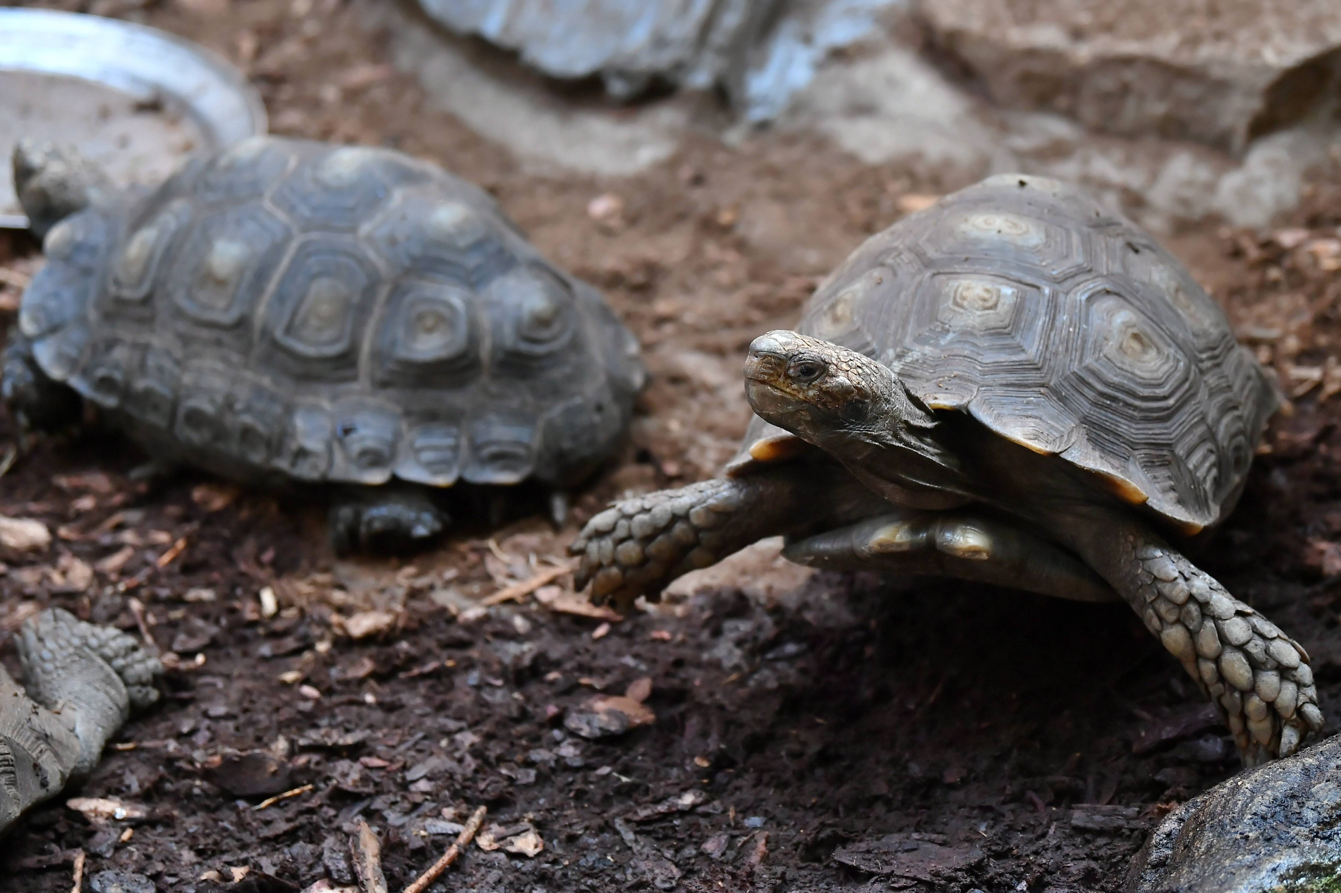 弗罗茨瓦夫动物园的靴脚陆龟
