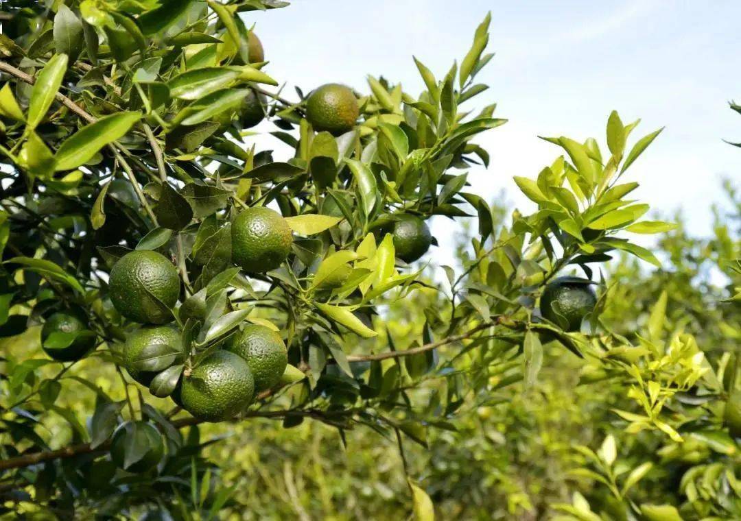 小青柑与广西六堡茶精心制作而成,中茶小青柑果园基地坐落于广东新会