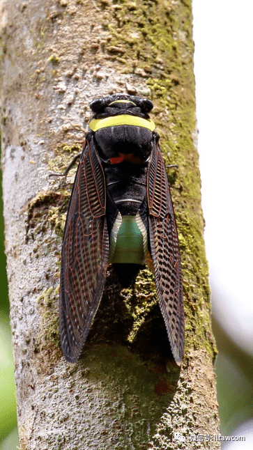 物种图册青襟油蝉公布44期猜动物的答案