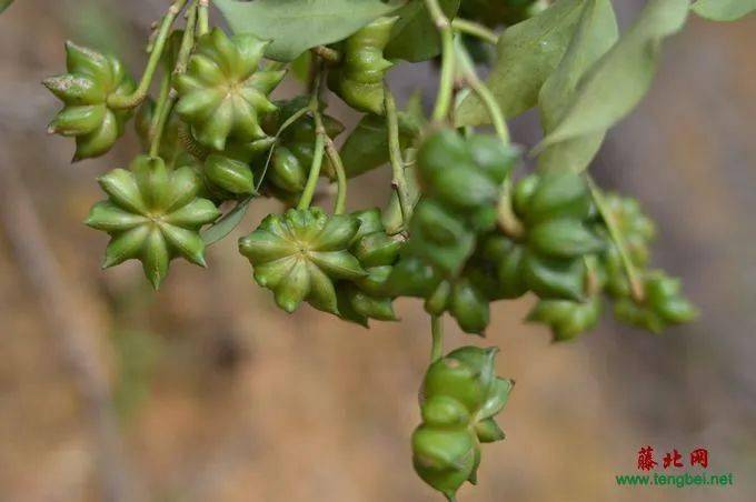 八角涨价了生八角75元一斤