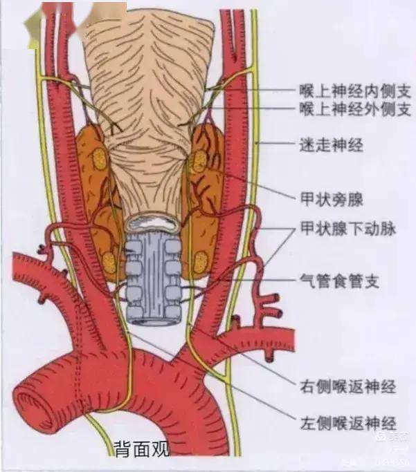 喉返神经位置图片图片