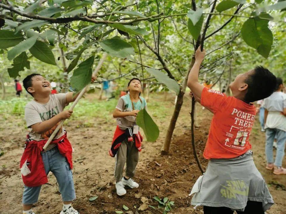第六次活动·生态课堂】打核桃 聊城生态环境科普教育中心研学活动