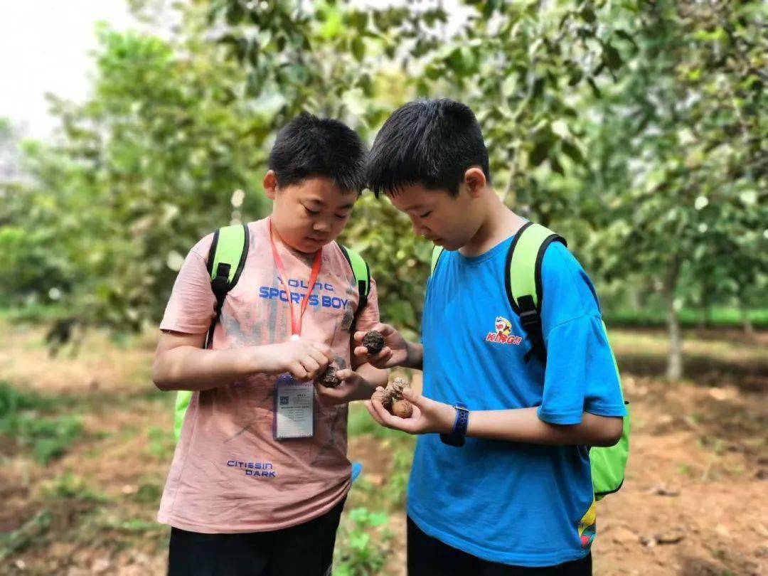 第六次活动·生态课堂】打核桃 聊城生态环境科普教育中心研学活动