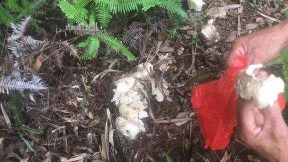 广西灵山父子发现了好几朵白色的大水菌味道非常不错你敢吃吗