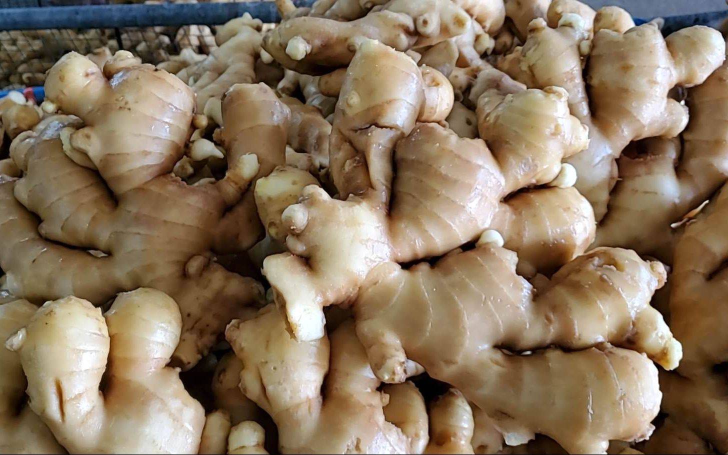 姜价持续连涨 农户预计11月新姜上市或可迎来拐点_生姜