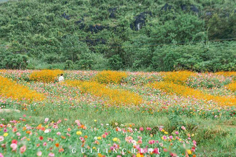 又挖到了一片宝藏花海200亩格桑花向日葵百日菊同时绽放每一帧都