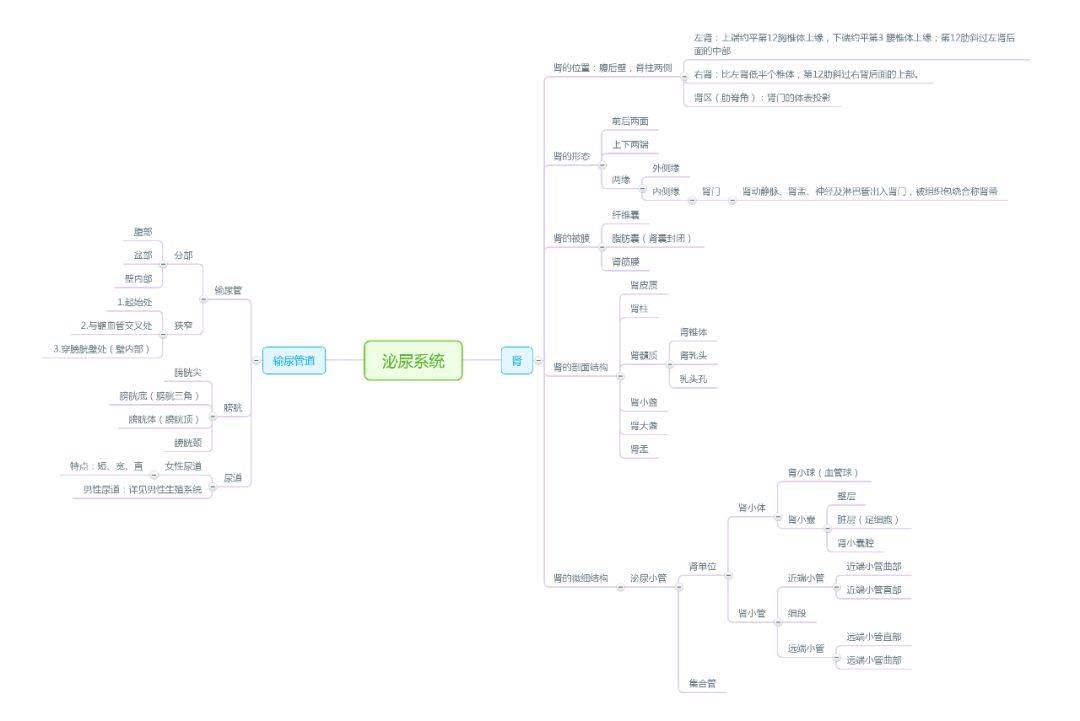 解剖學思維導圖完整版人手一份