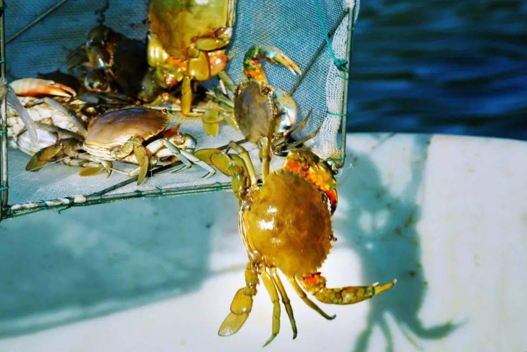 在三门"舞爪横行"的青蟹,到了最好吃的时候啦!