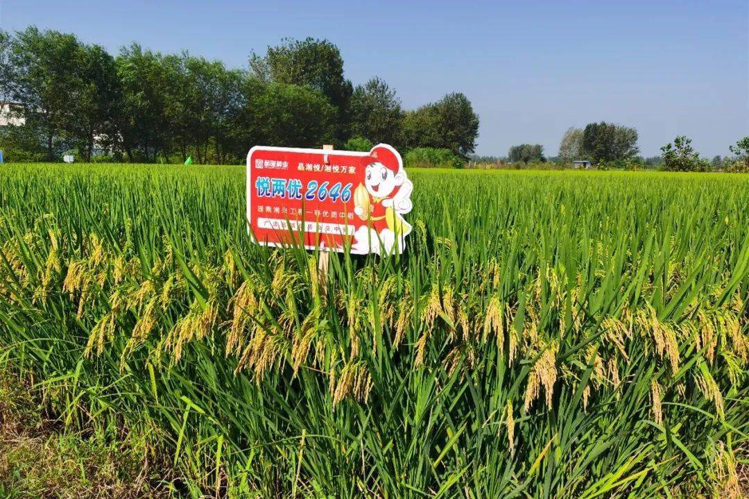 图文百余名经销商晴雨追新悦两优2646河南省级观摩会举行