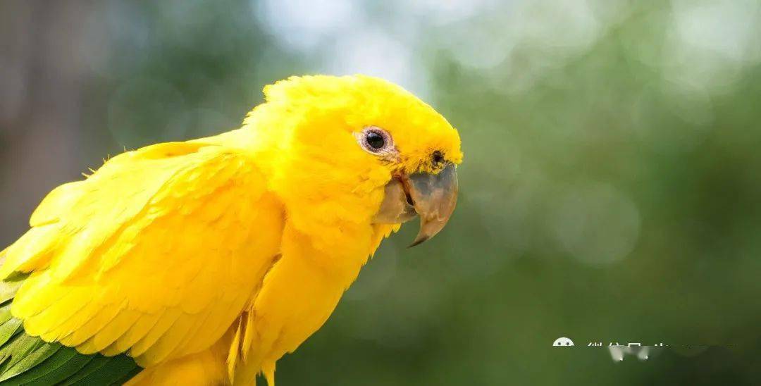 物种图册-金黄锥尾鹦鹉_golden
