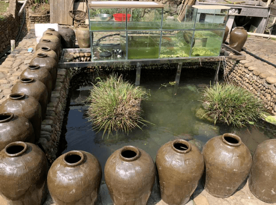 自家庭院建一米魚池養石斑銷路不愁22戶村民都賺錢了