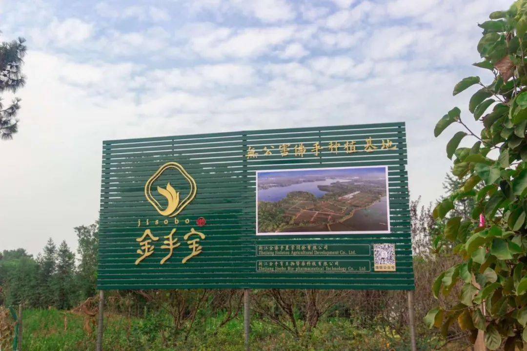 秋天,来点佛手润一下