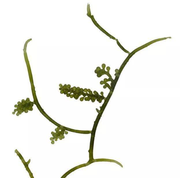 长茎葡萄蕨藻生活史图片