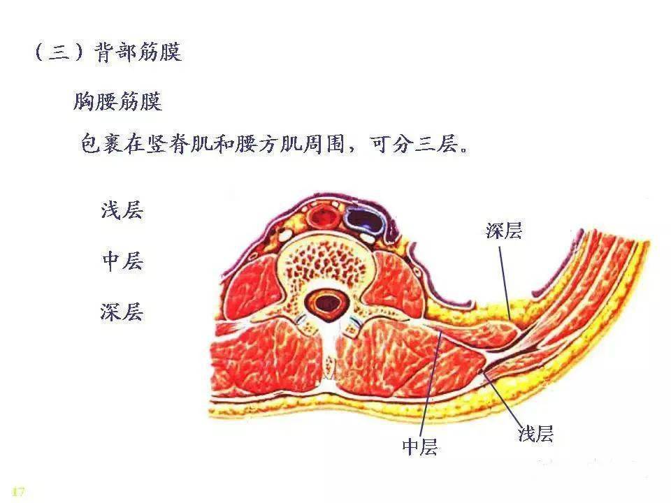 骨骼肌明暗带示意图图片