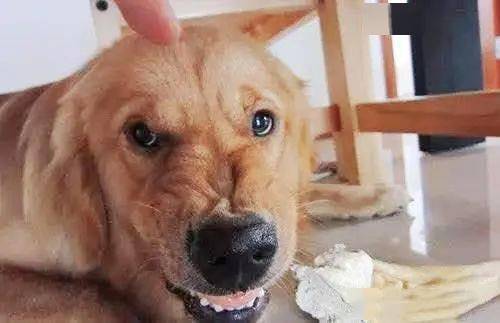 训犬师培训学校：开启狗狗训练新世界的大门