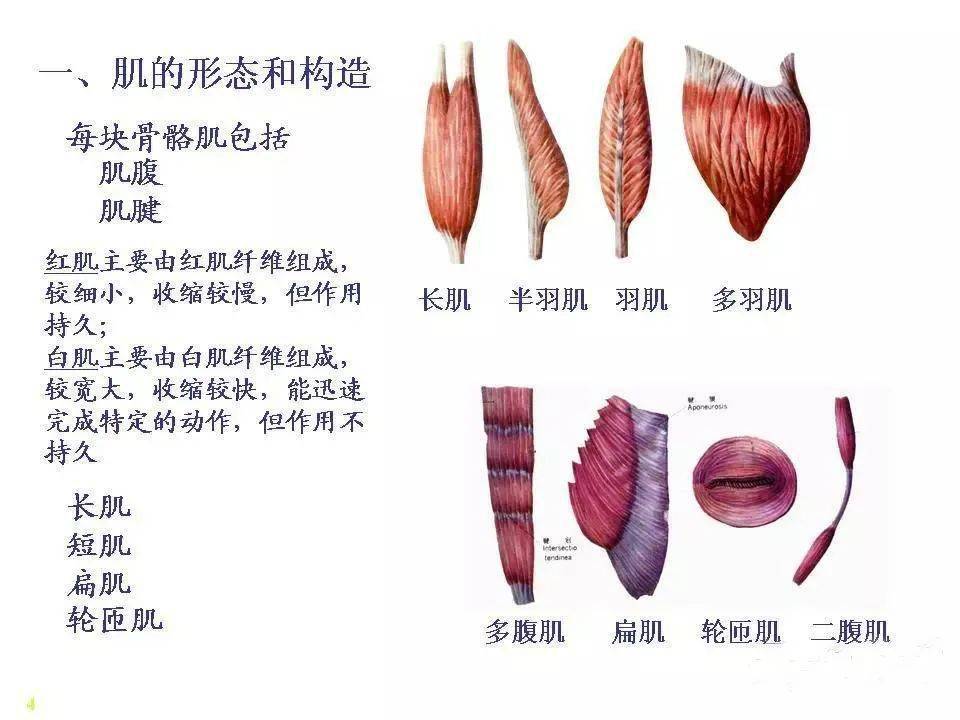 横纹肌分布图片