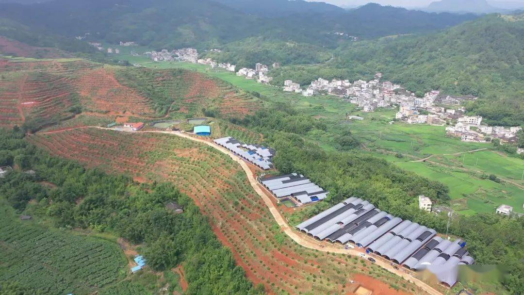 近日,记者在南渡镇盘古村牛蛙养殖基地看到牛蛙成片,密密麻麻,而在