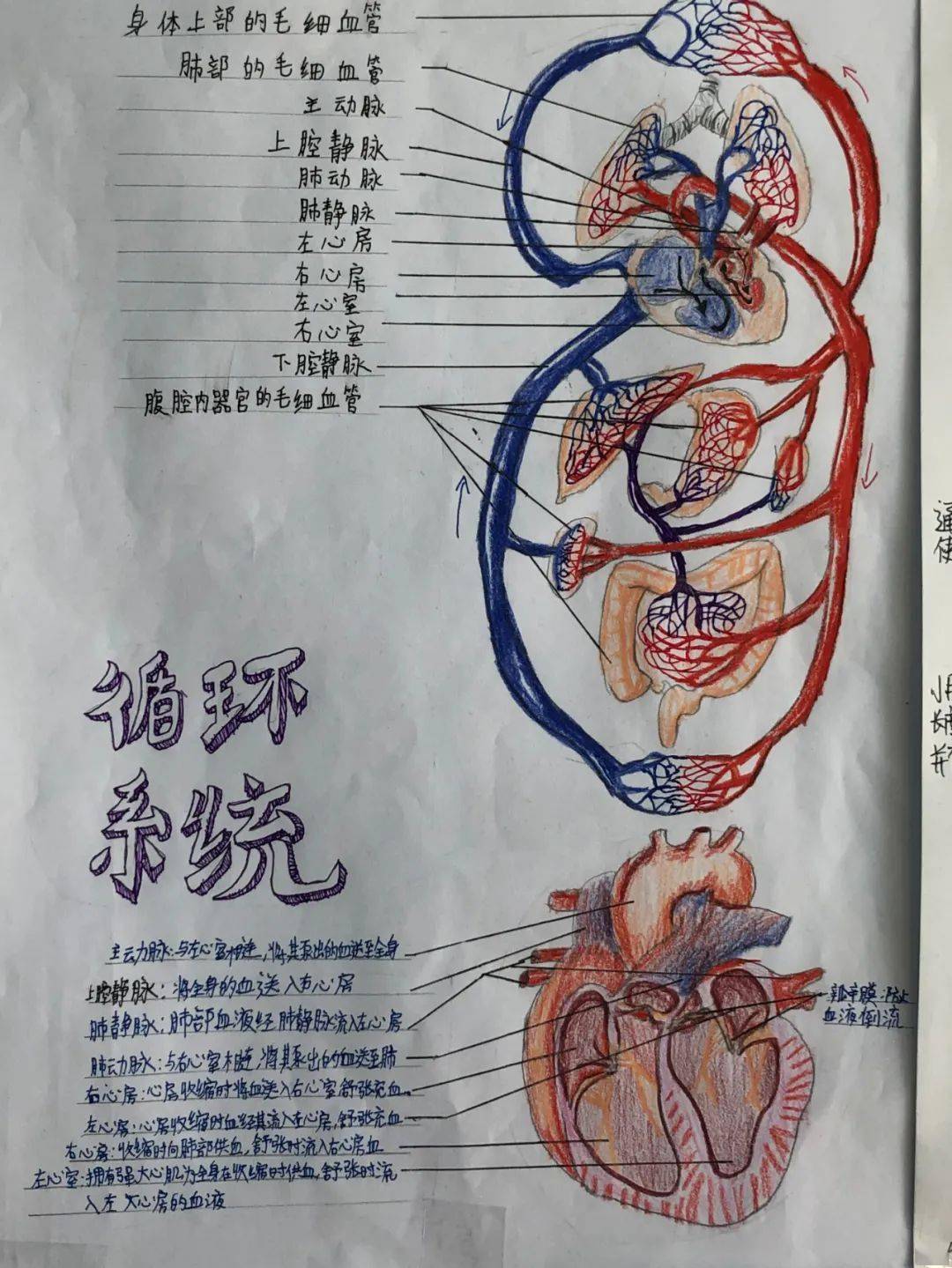 透视人体结构揭秘生命奇妙初二年级生物学科描绘人体结构活动展示