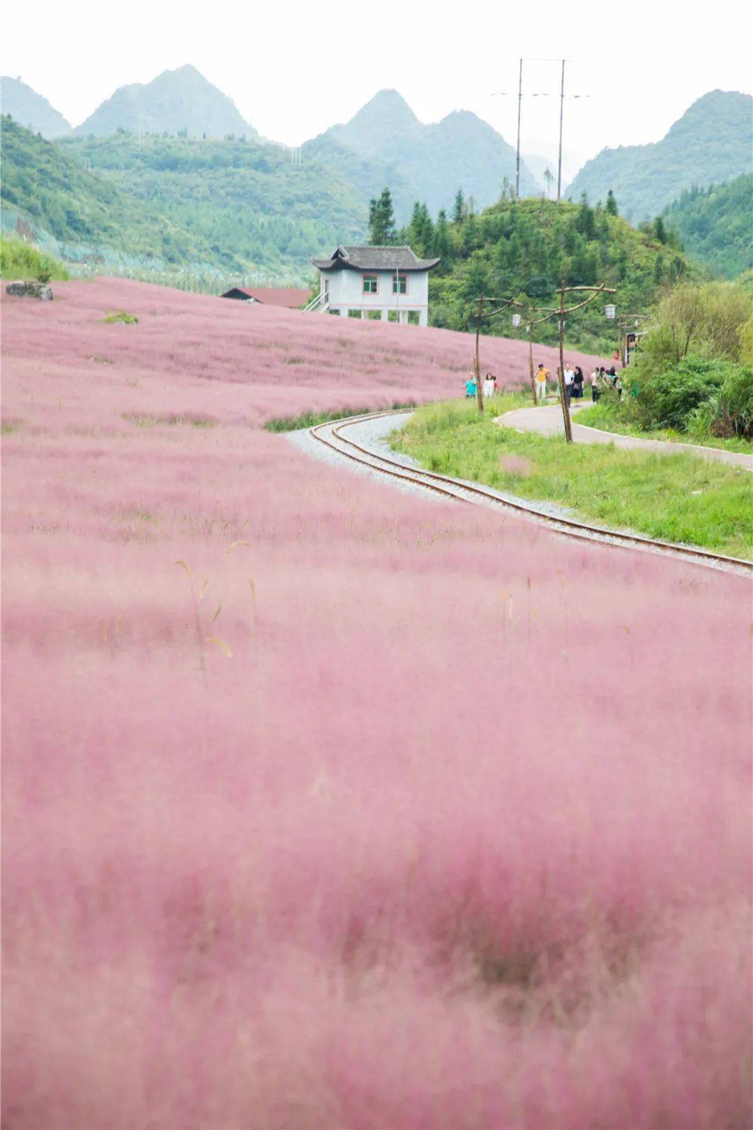 摄/夏俊杰 黔南州龙里水岸花田 ▼