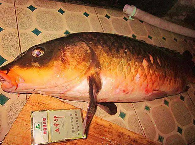 此鱼在我家乡叫岩鲤,全身金色,对水质要求很苛刻_鲤鱼