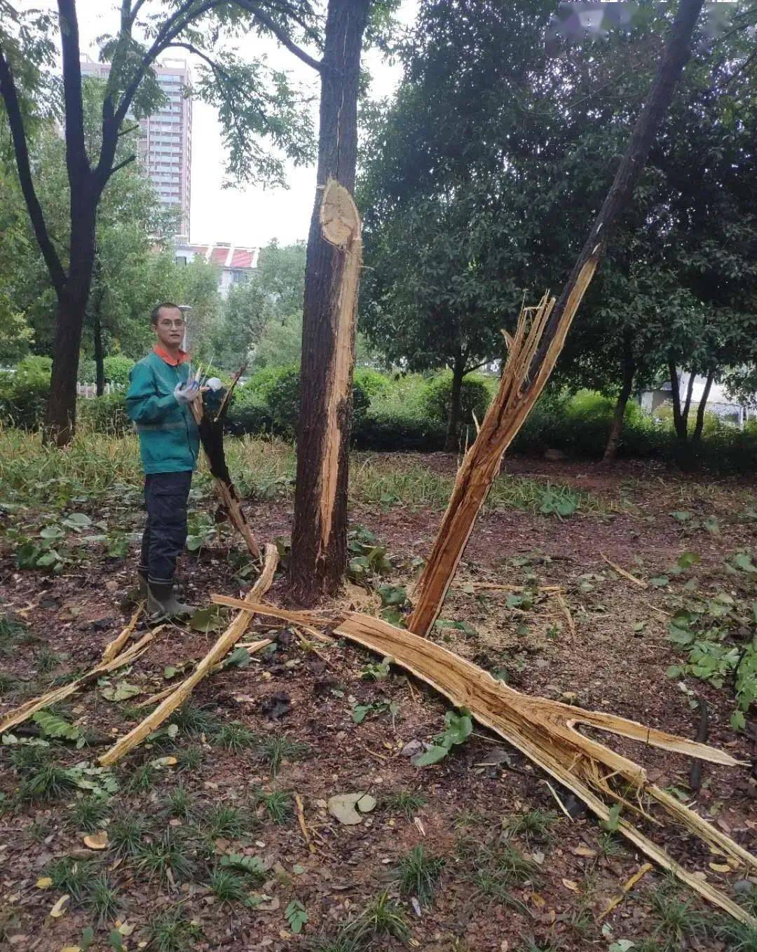 我们记者就去一探究竟不是雷劈的觉得这雷是p图但是也有不少人都不