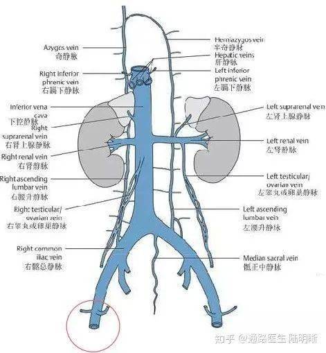 下腔静脉口图片