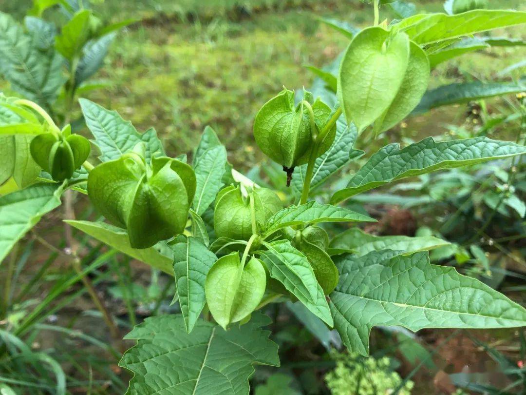 吃在保山来一碗保山传统手搓冰粉