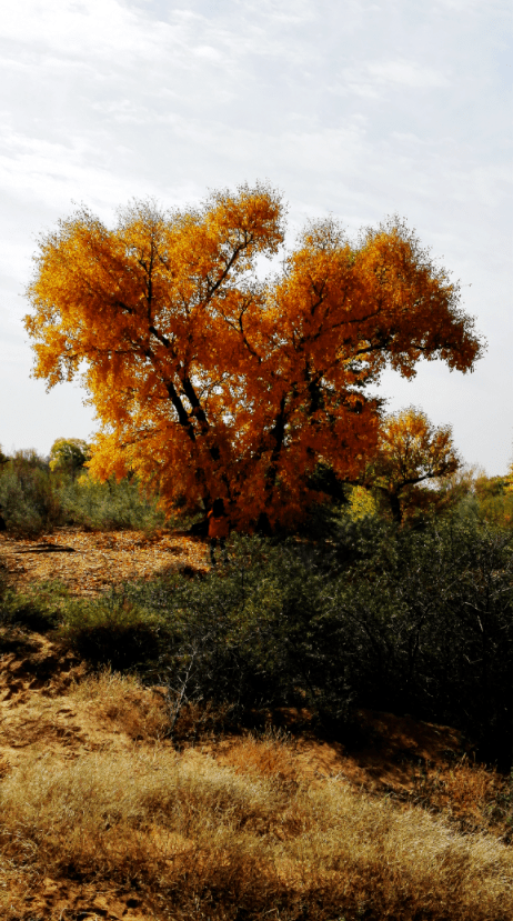 哈巴湖生态旅游区金秋的小叶杨婀娜而潇洒!