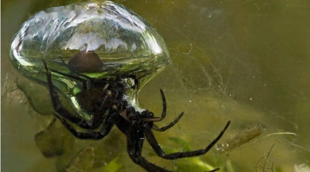 不开玩笑,真的有,它叫"潜水钟蜘蛛",学名是"水蛛".