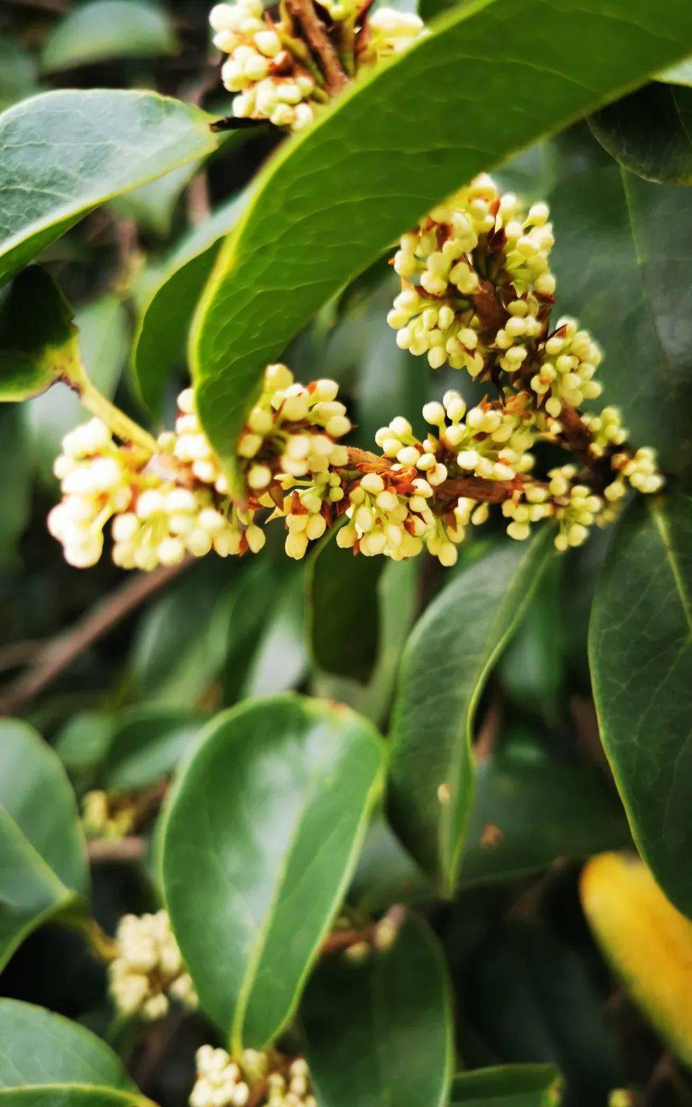 一花更比一花娇上海植物园早银桂中秋前迎来第二波花事