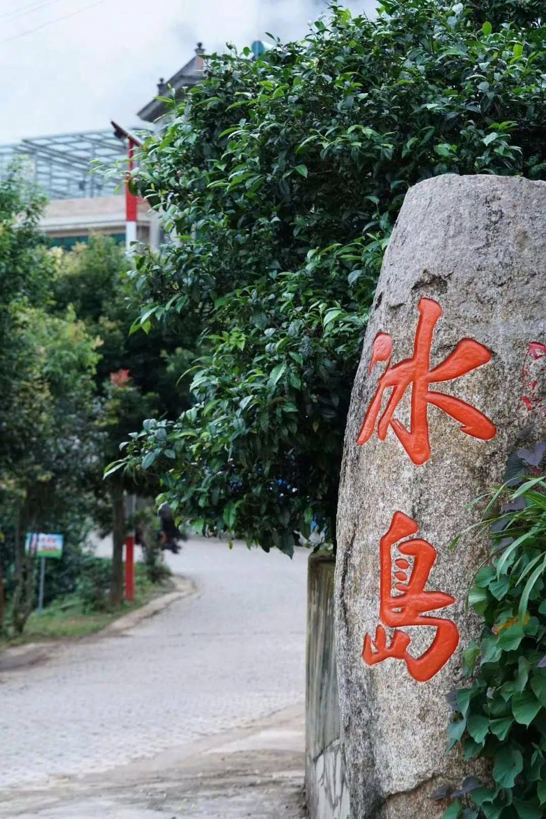 我从小就在美丽的茶乡——云南省勐库镇冰岛村长大,土生土长的云南