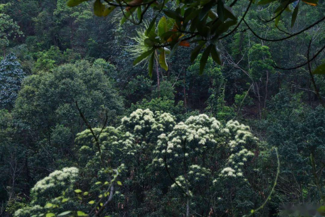 黧蒴锥树上开着满满散开的穗状花细看就像拉拉队员所用的草球微风拂过
