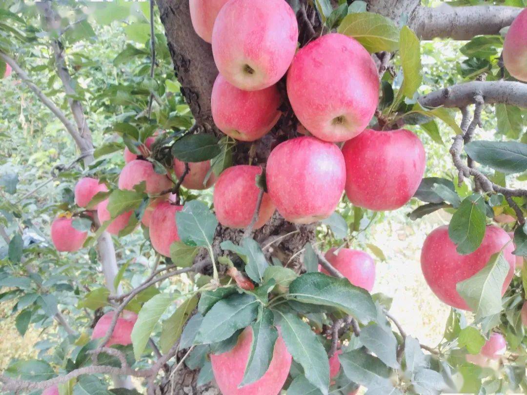 休闲平谷金海湖镇苹果成熟上市邀您共享金秋田园风光