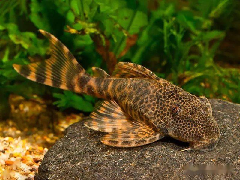 每天认识一种南美鱼101蛇纹美洲豹