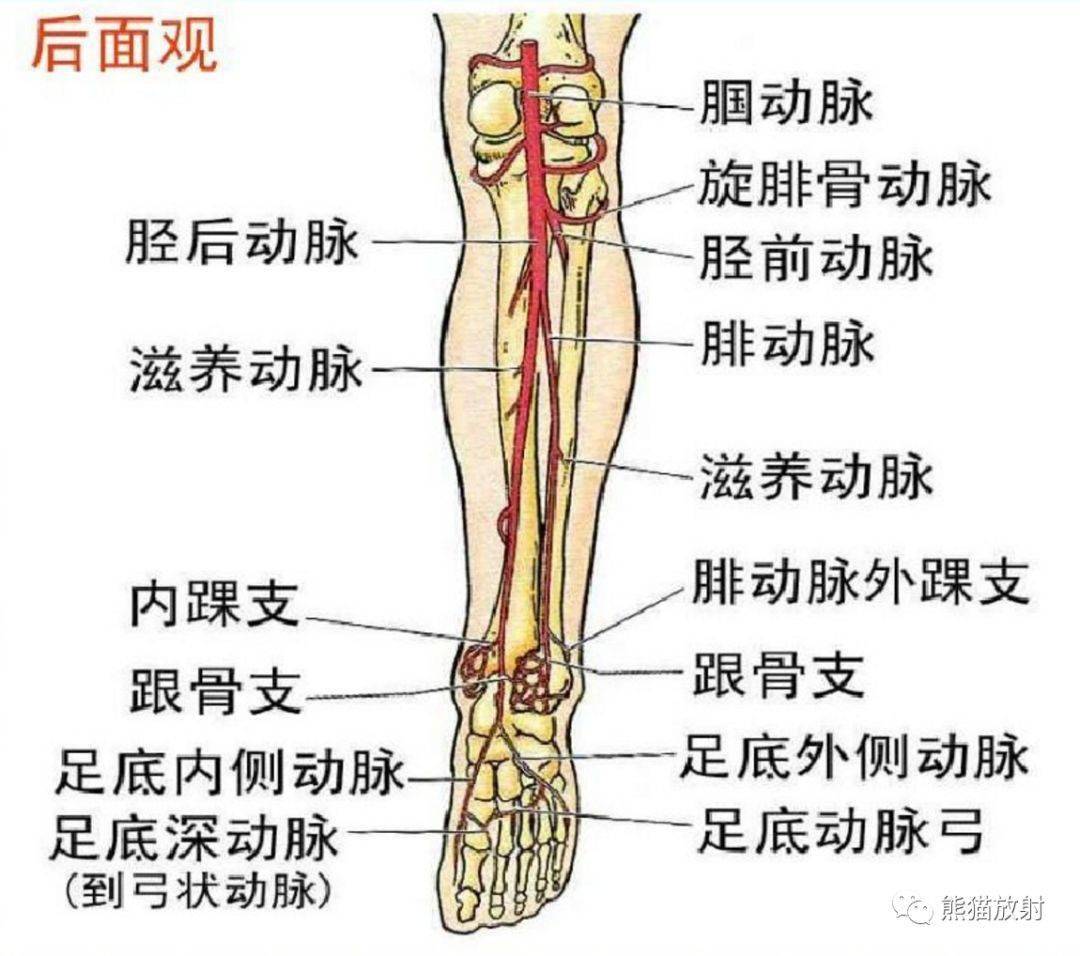 下肢血管解剖及cta檢查