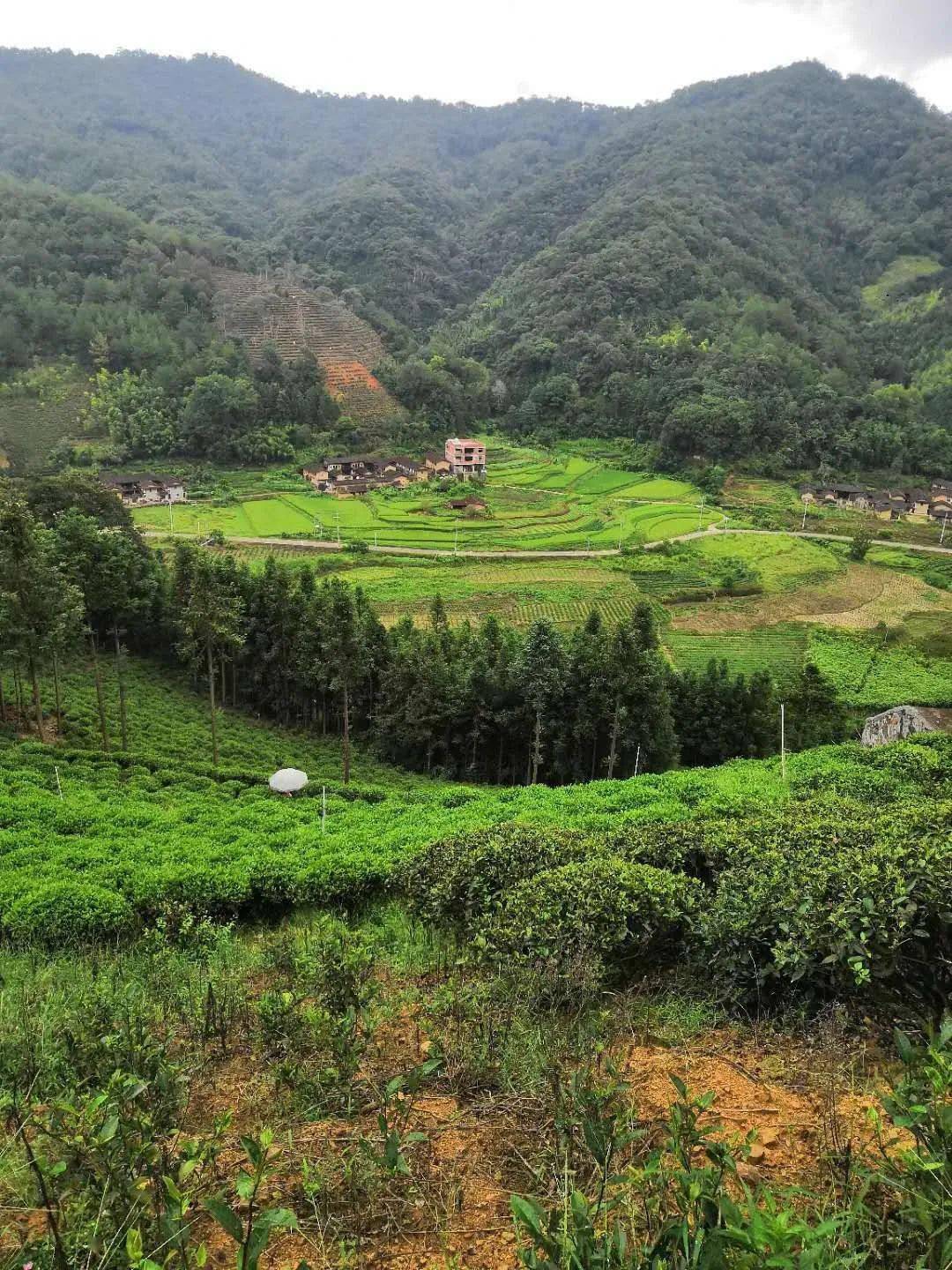 探寻漳平水仙茶村