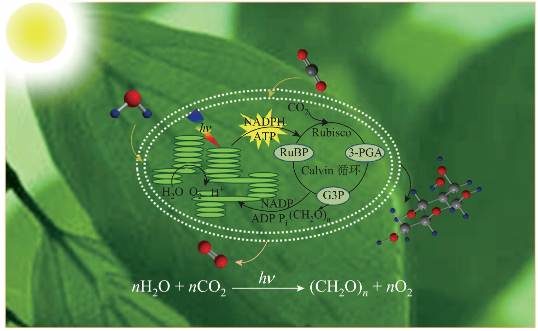 自然光合作用示意图