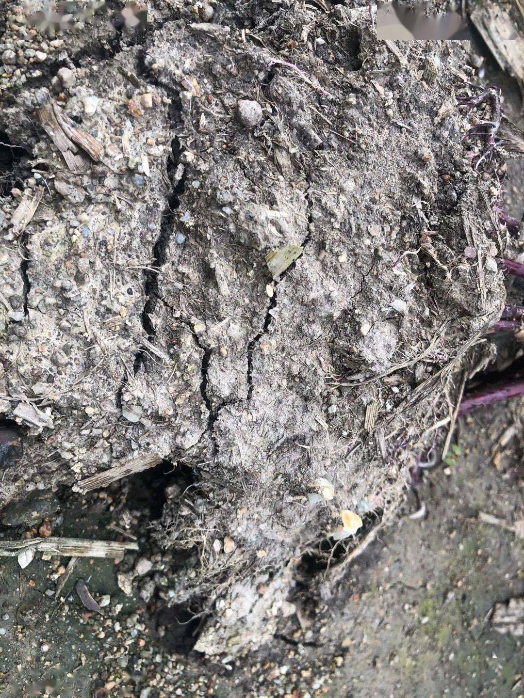 根力多走中国白浆土上的奇迹